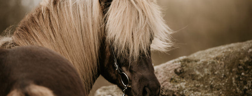Islandske heste og deres foderbehov